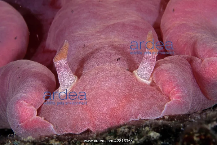 : Spanish dancer nudibranch, Hexabranchus sanguineus, Walindi : Spanish dancer nudibranch, Hexabranchus sanguineus, Walindi
