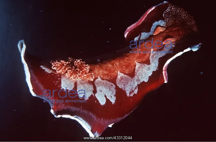 : Spanish Dancer NUDIBRANCH / Sea Slug : Spanish Dancer NUDIBRANCH / Sea Slug