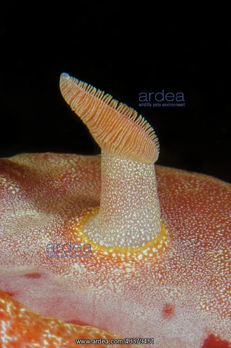 : Spanish Dancer rhinophore : Spanish Dancer rhinophore