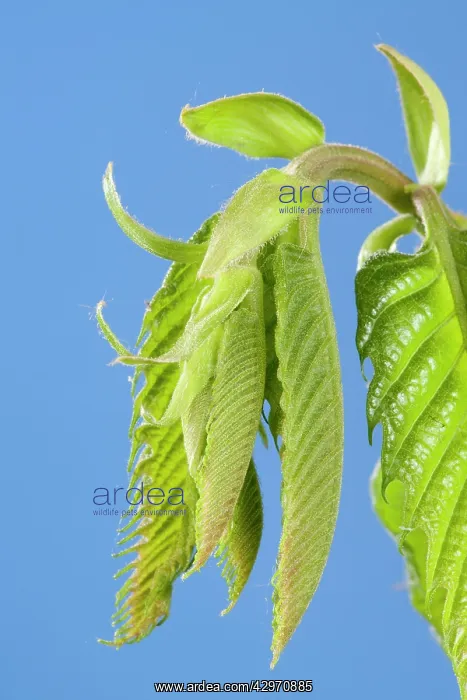 : Spanish / European / Sweet Chestnut - leaf bud : Spanish / European / Sweet Chestnut - leaf bud