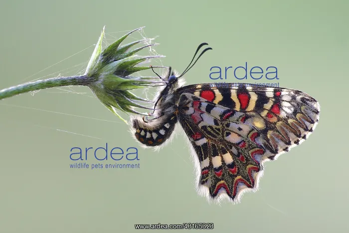 : Spanish Festoon : Spanish Festoon