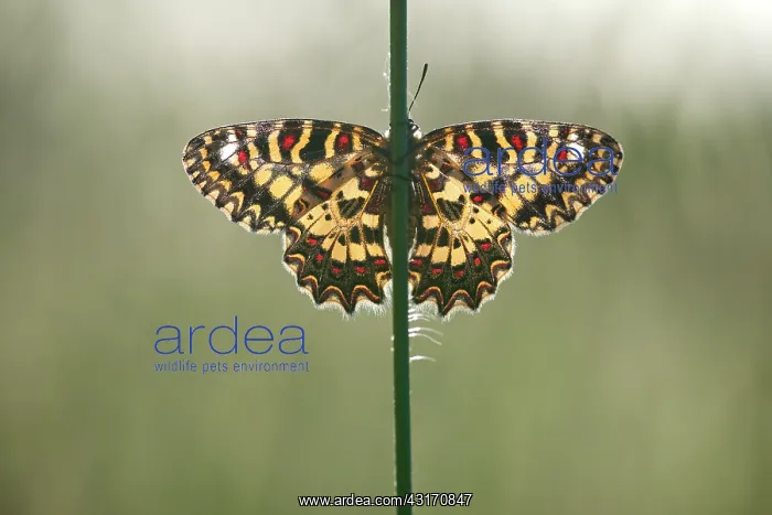 : Spanish Festoon : Spanish Festoon