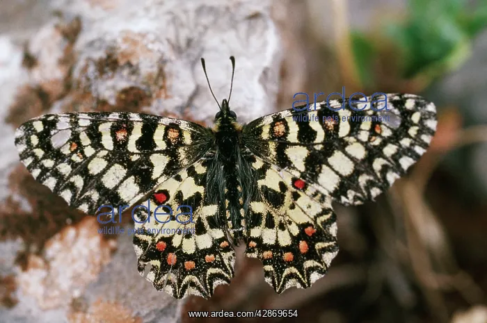 : Spanish Festoon BUTTERFLY : Spanish Festoon BUTTERFLY