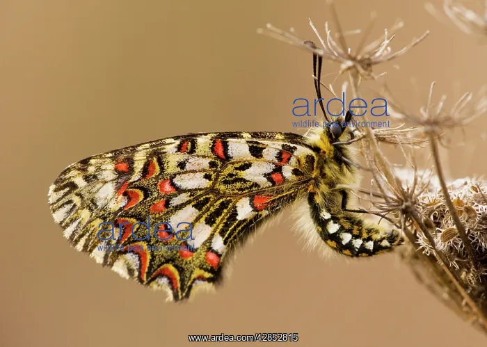 : Spanish Festoon Butterfly - on wild carrot : Spanish Festoon Butterfly - on wild carrot