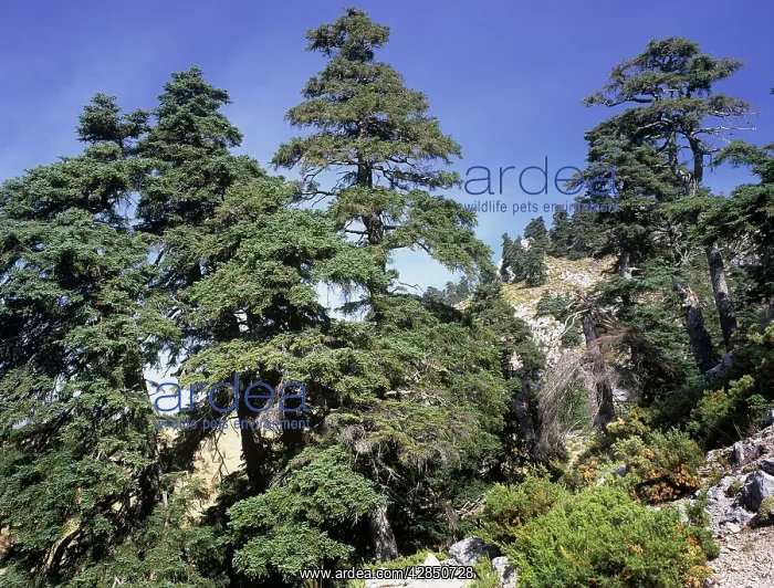 : Spanish FIR : Spanish FIR