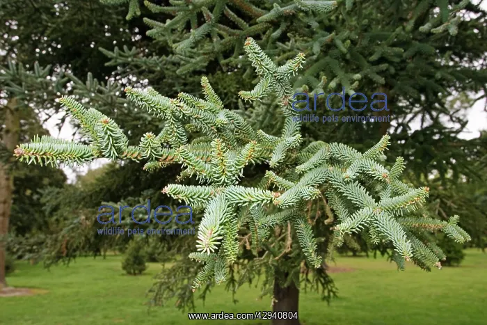 : Spanish Fir - Branches and leaves : Spanish Fir - Branches and leaves