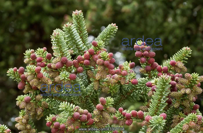 : Spanish Fir - male cones in spring Sierra de las nieves : Spanish Fir - male cones in spring Sierra de las nieves