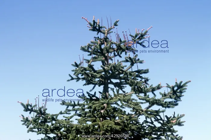  : Spanish Fir Tree