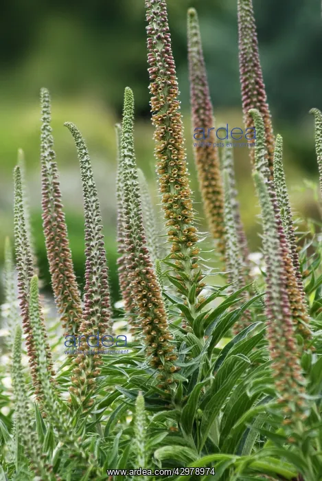 : Spanish foxglove : Spanish foxglove