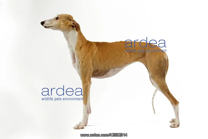 : Spanish Galgo / Spanish Greyhound - in studio : Spanish Galgo / Spanish Greyhound - in studio