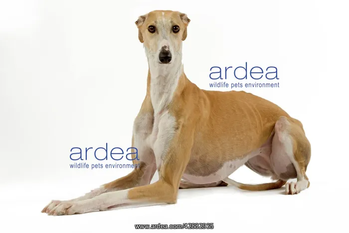  : Spanish Galgo  /  Spanish Greyhound - in studio