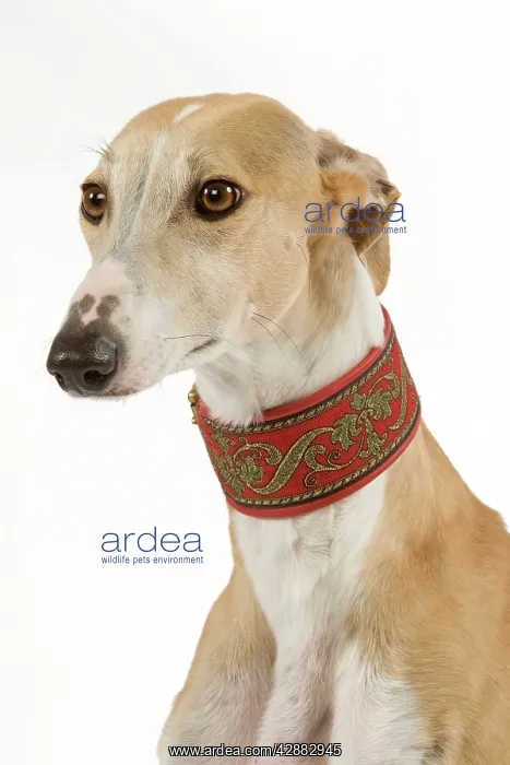 : Spanish Galgo / Spanish Greyhound - in studio : Spanish Galgo / Spanish Greyhound - in studio