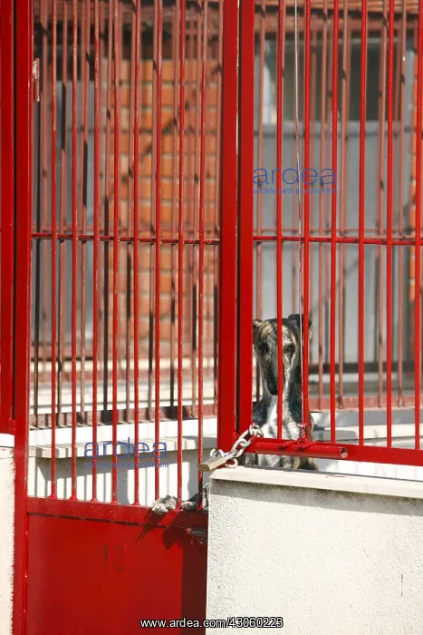 : Spanish greyhound waiting to be killed in a pound Spain : Spanish greyhound waiting to be killed in a pound Spain
