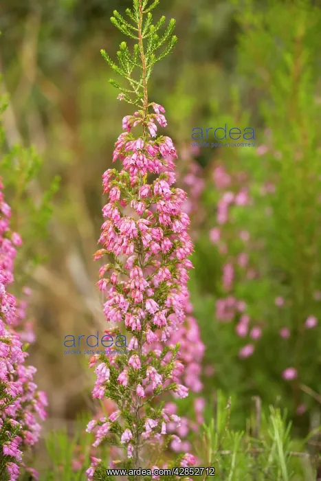 : Spanish Heath : Spanish Heath