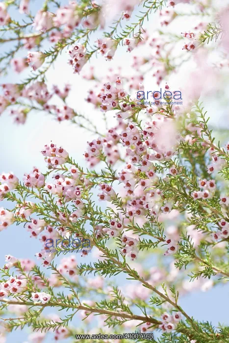 : Spanish Heath detail of flowers in spring : Spanish Heath detail of flowers in spring