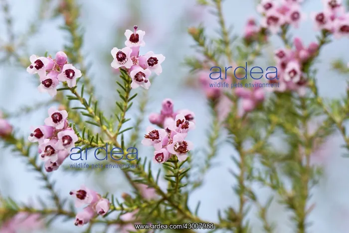 : Spanish Heath detail of flowers at spring Penama : Spanish Heath detail of flowers at spring Penama