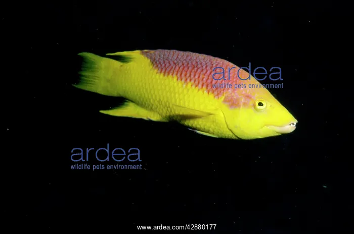 : SPANISH HOGFISH : SPANISH HOGFISH