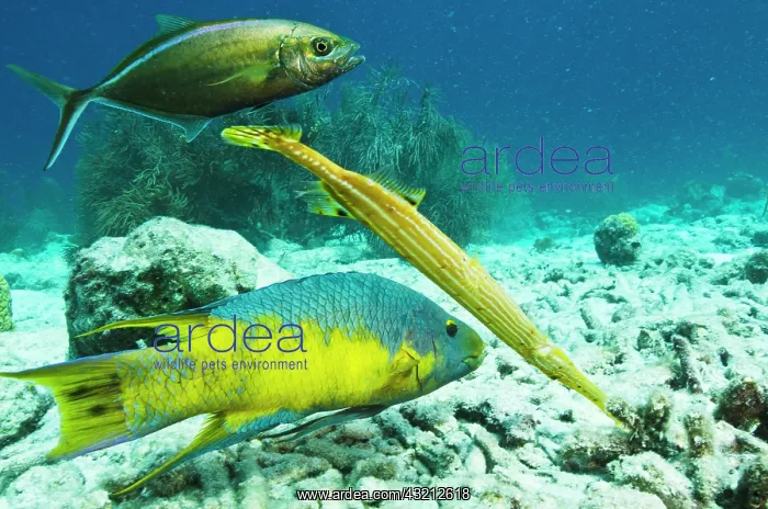 : Spanish Hogfish (Bodianus rufus), Trumpetfish : Spanish Hogfish (Bodianus rufus), Trumpetfish