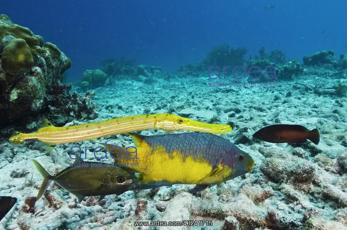 : Spanish Hogfish (Bodianus rufus), Trumpetfish : Spanish Hogfish (Bodianus rufus), Trumpetfish