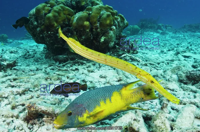 : Spanish Hogfish (Bodianus rufus) & Trumpetfish : Spanish Hogfish (Bodianus rufus) & Trumpetfish