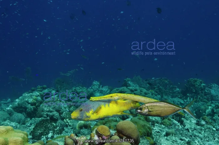 : Spanish Hogfish (Bodianus rufus), Trumpetfish : Spanish Hogfish (Bodianus rufus), Trumpetfish