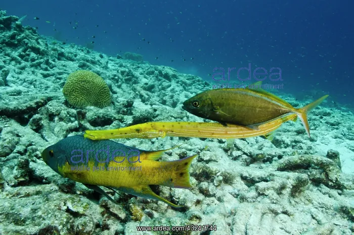 : Spanish Hogfish (Bodianus rufus), Trumpetfish : Spanish Hogfish (Bodianus rufus), Trumpetfish