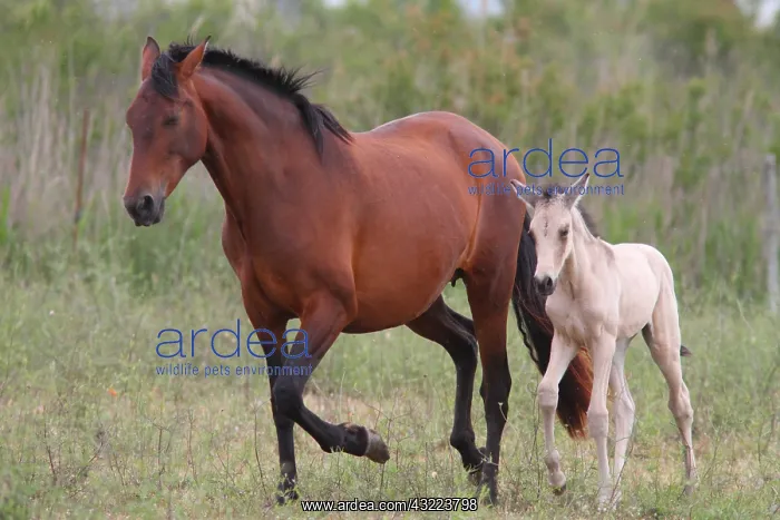 : Spanish horse and foal in a meadow : Spanish horse and foal in a meadow