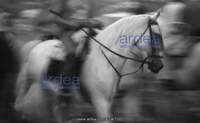  : Spanish horse and rider