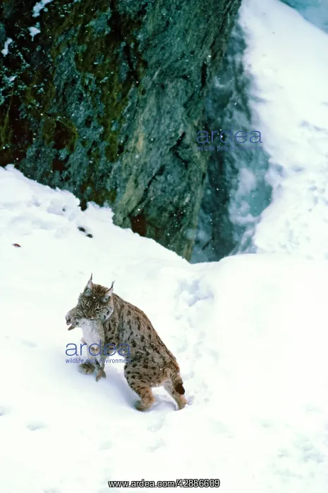  : Spanish  /  Iberian  /  Pardel lynx - In snow with rabbit prey
