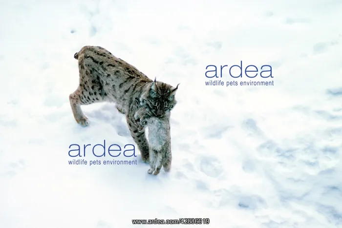  : Spanish  /  Iberian  /  Pardel lynx - In snow with rabbit prey