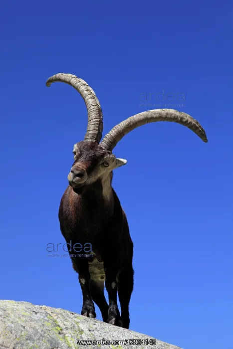 : Spanish Ibex : Spanish Ibex