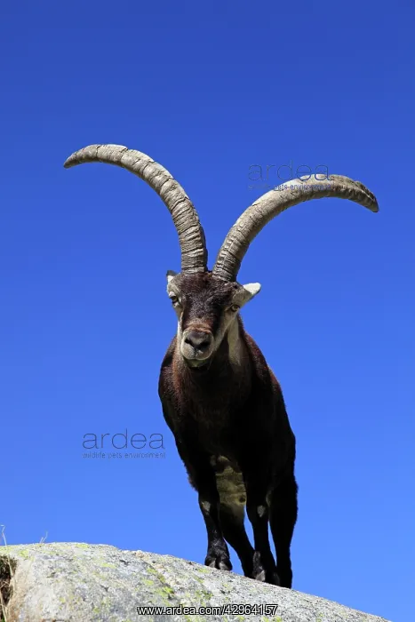  : Spanish Ibex