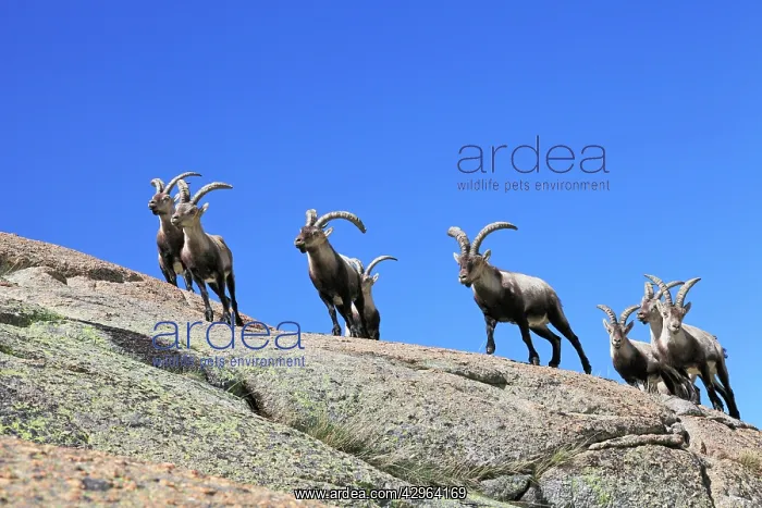 : Spanish Ibex : Spanish Ibex