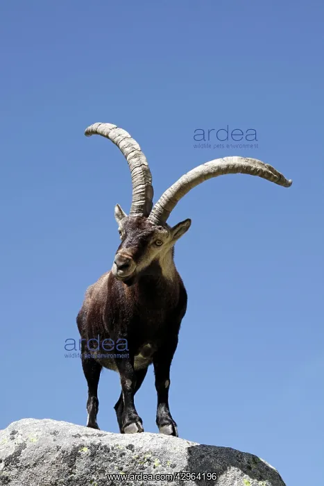 : Spanish Ibex : Spanish Ibex