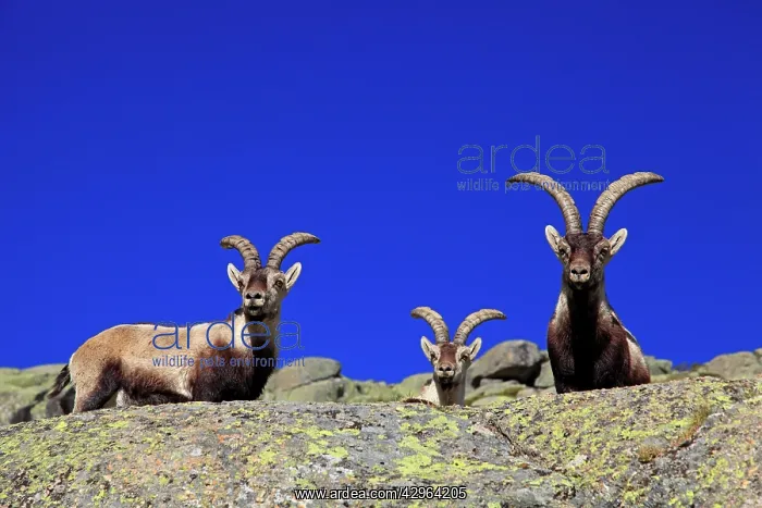 : Spanish Ibex : Spanish Ibex