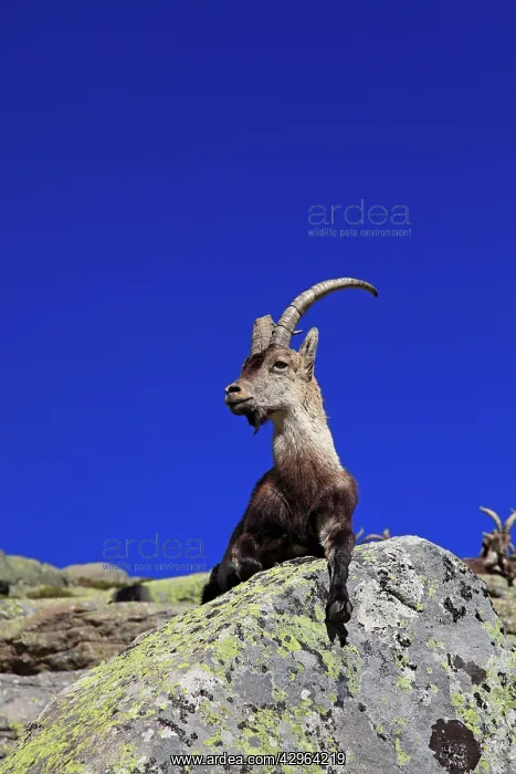 : Spanish Ibex : Spanish Ibex