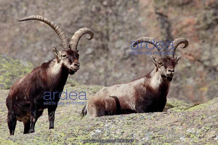 : Spanish Ibex : Spanish Ibex