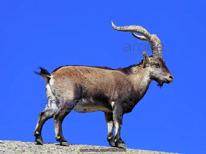 : Spanish Ibex : Spanish Ibex