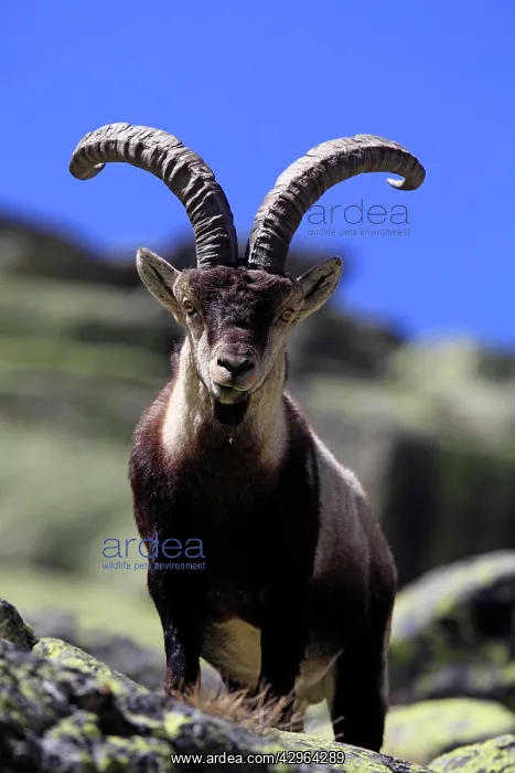  : Spanish Ibex