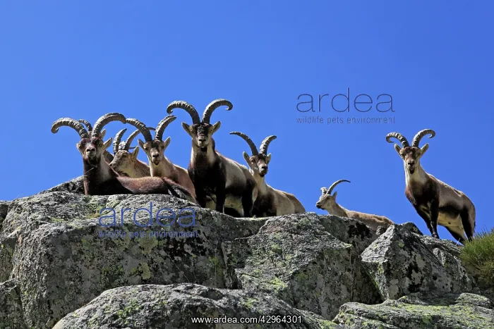 : Spanish Ibex : Spanish Ibex