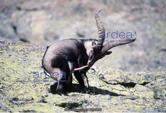 : SPANISH IBEX : SPANISH IBEX