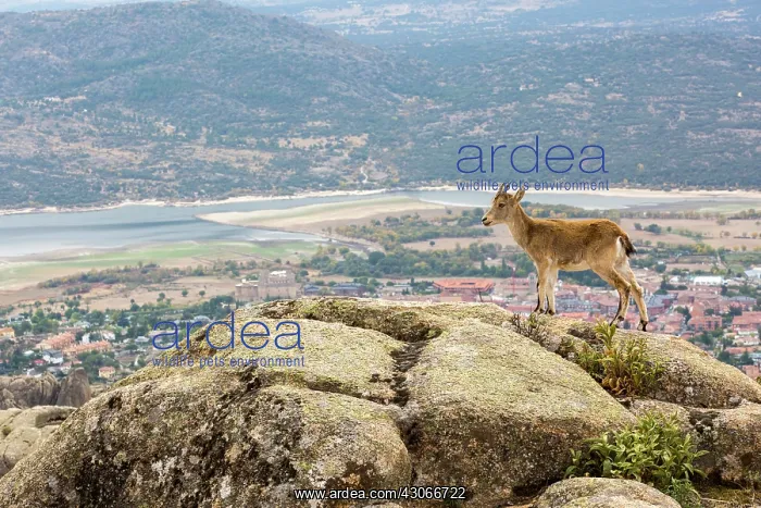 : Spanish ibex (Capra pyrenaica) female on rock, Guadarrama : Spanish ibex (Capra pyrenaica) female on rock, Guadarrama