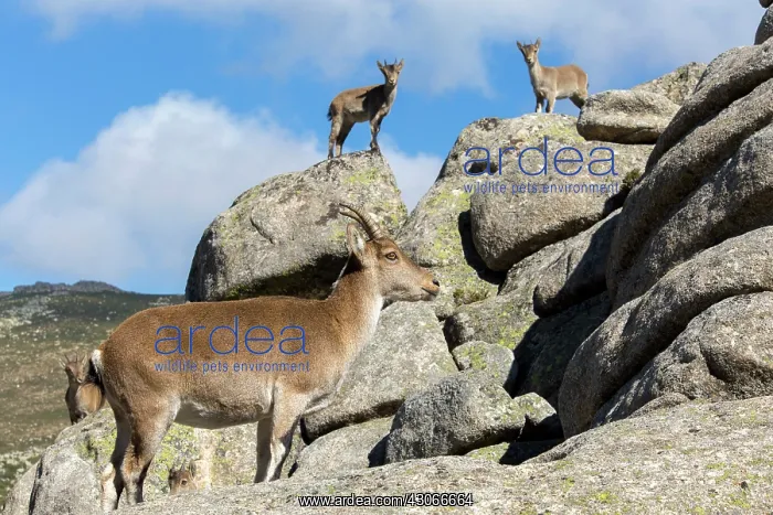 : Spanish ibex (Capra pyrenaica) female and young : Spanish ibex (Capra pyrenaica) female and young