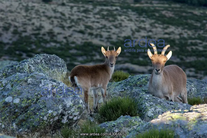  : Spanish ibex (Capra pyrenaica) females on rock