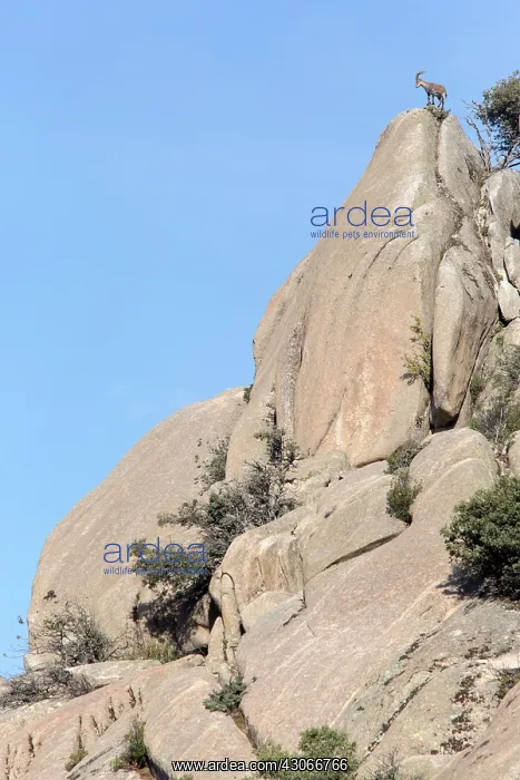 : Spanish ibex (Capra pyrenaica) male on rock, Guadarrama : Spanish ibex (Capra pyrenaica) male on rock, Guadarrama