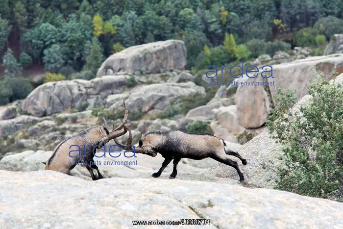 : Spanish ibex (Capra pyrenaica) males fighting, Guadarrama : Spanish ibex (Capra pyrenaica) males fighting, Guadarrama