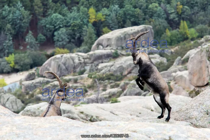 : Spanish ibex (Capra pyrenaica) males fighting, Guadarrama : Spanish ibex (Capra pyrenaica) males fighting, Guadarrama