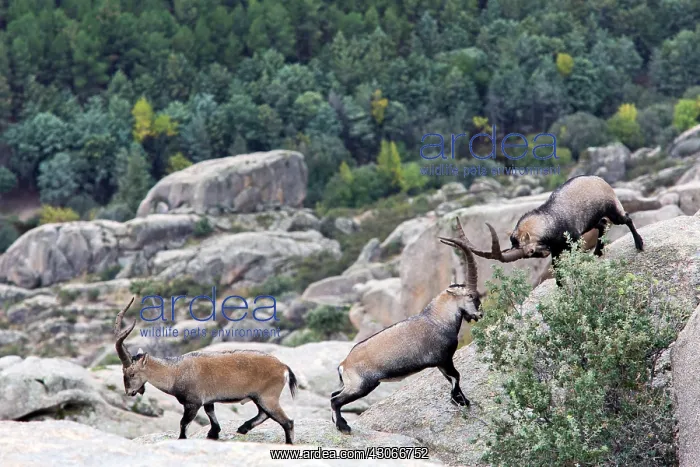 : Spanish ibex (Capra pyrenaica) males fighting, Guadarrama : Spanish ibex (Capra pyrenaica) males fighting, Guadarrama