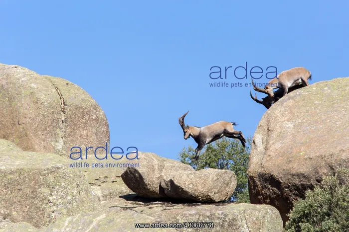 : Spanish ibex (Capra pyrenaica) males on rock, Guadarrama