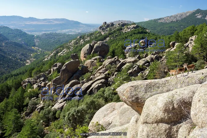 : Spanish ibex (Capra pyrenaica) on rock, Guadarrama : Spanish ibex (Capra pyrenaica) on rock, Guadarrama